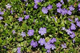 Vinca Minor (Periwinkle)